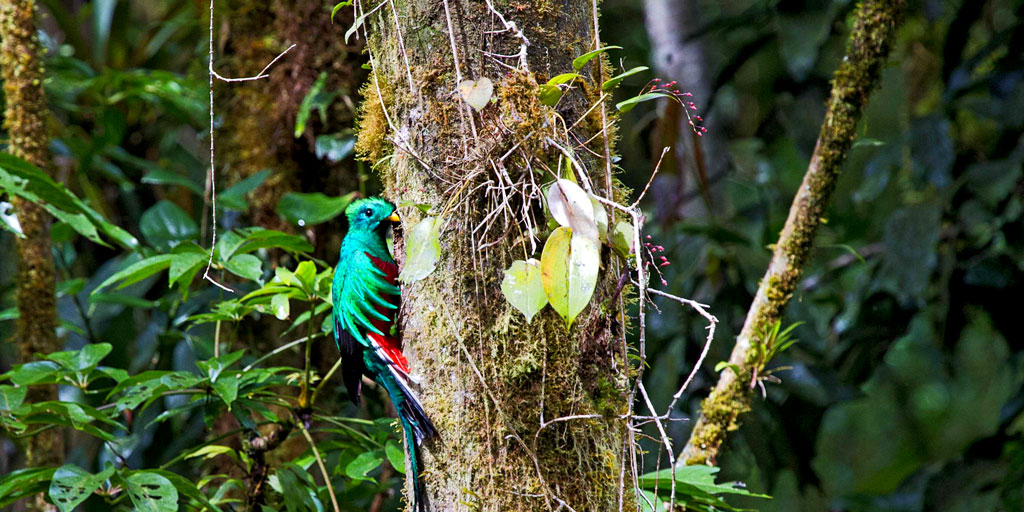 Quetzal with many Birds in Chiriqui Panama